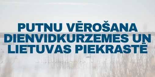 Putnu vērošana Jūrtaku Putnu vērošana